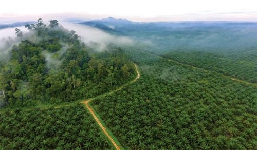 Female Workers in Southeast Asia Oil Palm Fields Continue to be Victims of Abuse Driven by Capitalism