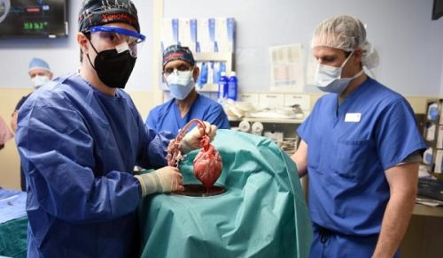 Islam’s View towards Human Transplant of a Genetically-Modified Pig Heart
