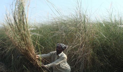 By Increasing Dependence on India for Food Security, Hasina Regime is handing over Ummah’s Sovereignty