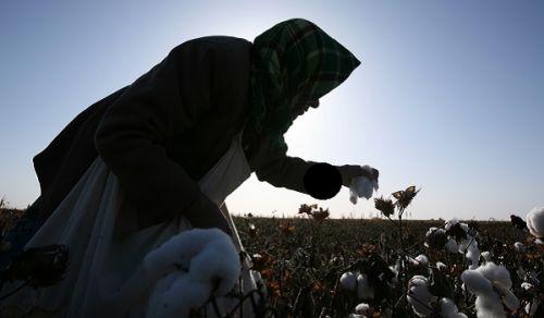 Uighur Muslim Women and Children are Exploited to Feed the International Cotton Trade