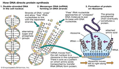 Ameer&#039;s Q &amp; A: Lineage of the Child based on Genetic (DNA) Test