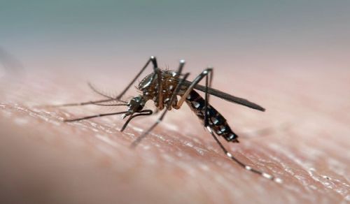 Dengue Epidemic: The Regime is Labelling any News of their Irresponsibility as Rumour Only the Khilafah State will ensure Proper Healthcare for People