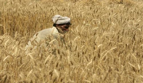 Pakistan’s Farmers Are Crushed by the Oppression of Capitalism, with Khilafah as the Only Relief