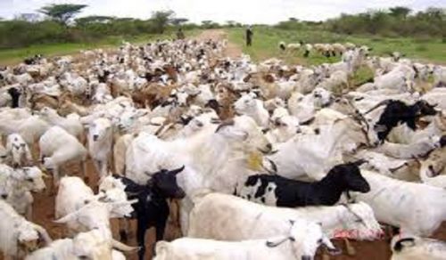 Answer to Question:  To whom the Zakat of Livestock is Paid in the Absence of Khilafah!