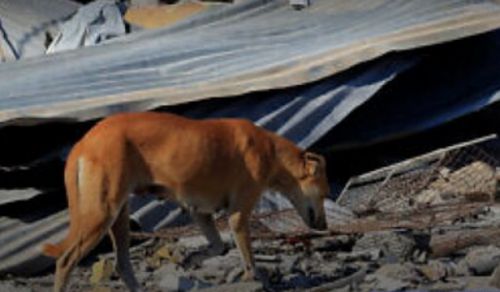 Dogs Eating the Dead in Gaza