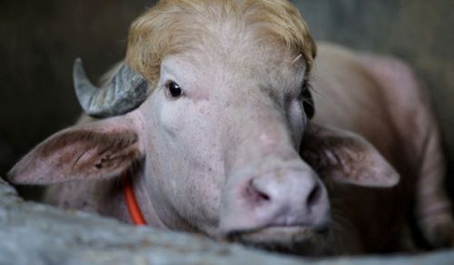 The &ldquo;Trump&rdquo; Buffalo: How a Viral Meme Exposed bankruptcy of Trump&rsquo;s Leadership and the Illusion of Political Sovereignty of Bangladesh