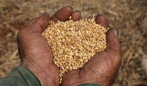 Food Security under the Islamic Khilafah