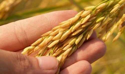 Rice Imports: Colonialism and the Death of Farming