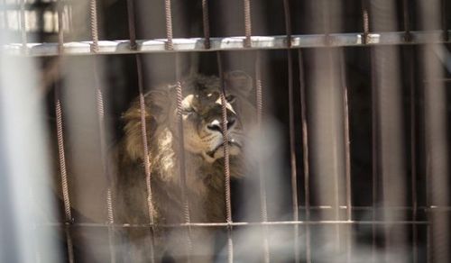 The Selective Human Rights of the West Leave the Animals to Suffer in Gaza